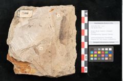 Foto (Objekt + Etikett) von Acer decipiens Braun (NHMW-GEO-2024-0188-11400)